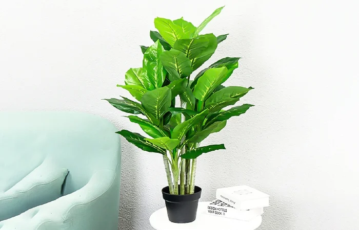 Cây phong thủy hợp với tuổi Quý Mão 1963? Con số may mắn của tuổi Quý Mão 1963