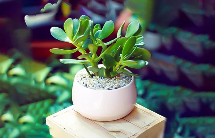 Cây phong thủy hợp với tuổi Quý Mùi 2003? Con số may mắn dành cho tuổi Quý Mùi 2003