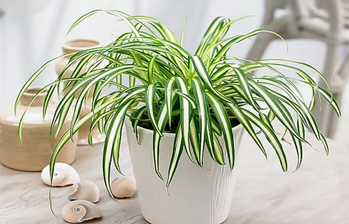 Cây phong thủy hợp với tuổi Quý Sửu 1973? Con số may mắn của tuổi Quý Sửu 1973