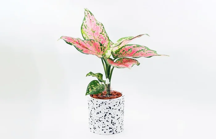 Cây phong thủy hợp với tuổi Quý Tỵ 2013? Con số may mắn dành cho tuổi Quý Tỵ 2013