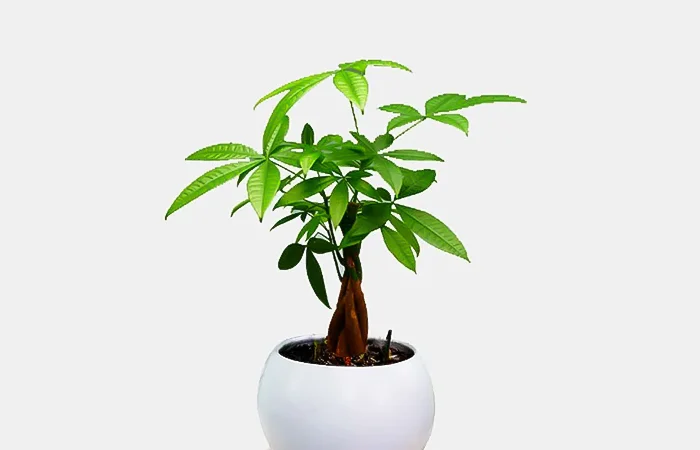 Cây phong thủy hợp với tuổi Tân Dậu 1981? Con số may mắn dành cho tuổi Tân Dậu 1981