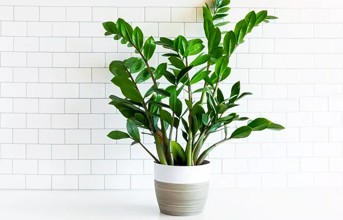 Cây phong thủy hợp với tuổi Tân Hợi 1971? Con số may mắn của tuổi Tân Hợi 1971