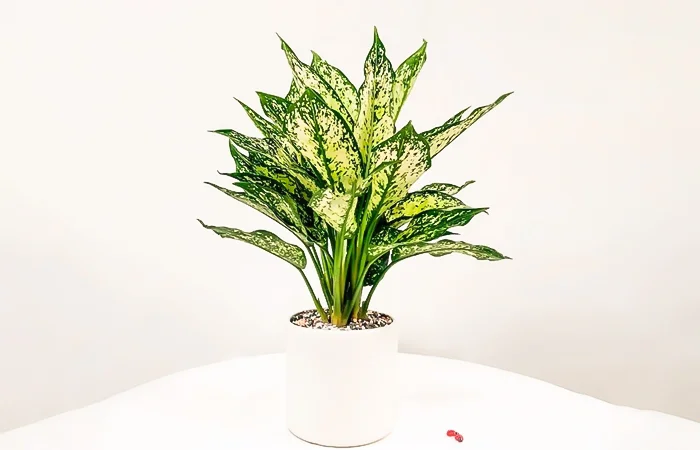 Cây phong thủy hợp với tuổi Tân Mão 2011? Con số may mắn dành cho tuổi Tân Mão 2011