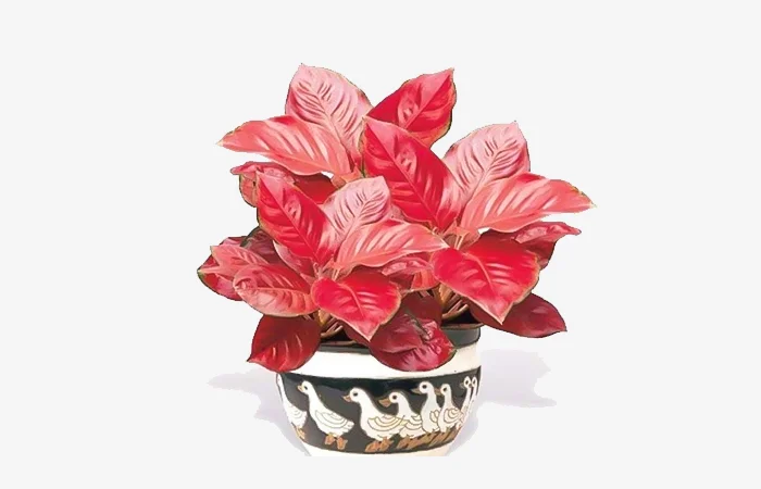 Cây phong thủy hợp với tuổi Tân Mùi 1991? Con số may mắn dành cho tuổi Tân Mùi 1991