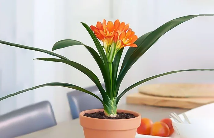 Cây phong thủy hợp với tuổi Tân Sửu 1961? Con số may mắn của tuổi Tân Sửu 1961