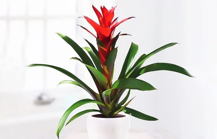 Cây phong thủy hợp với tuổi Giáp Ngọ 2014