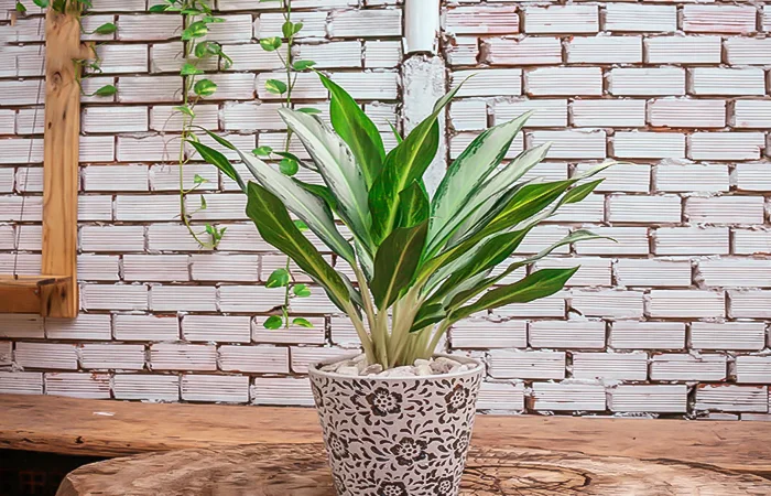 Cây phong thủy hợp với tuổi Tân Tỵ 2001? Con số may mắn dành cho tuổi Tân Tỵ 2001