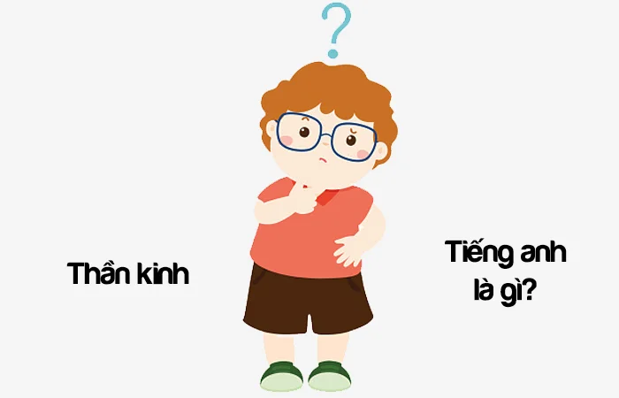 Thần kinh tiếng Anh là gì? Đồ thần kinh tiếng Anh là gì?