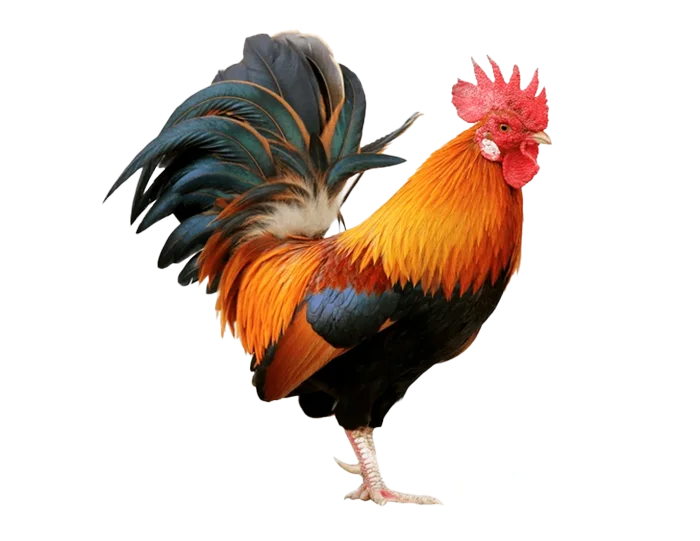 hình ảnh gà PNG