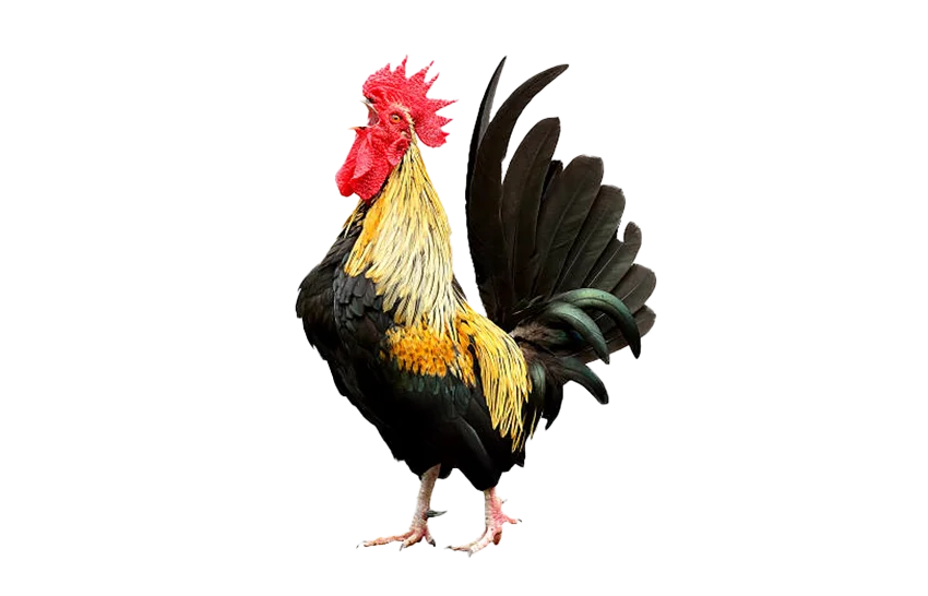 hình ảnh gà PNG
