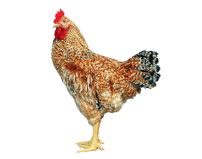 hình ảnh gà PNG