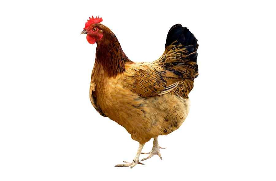 hình ảnh gà PNG