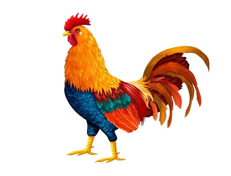 300+ Hình ảnh con gà PNG, Khô gà PNG, Gà rán PNG