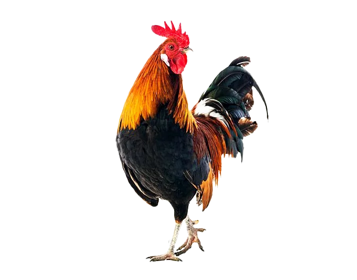hình ảnh gà PNG