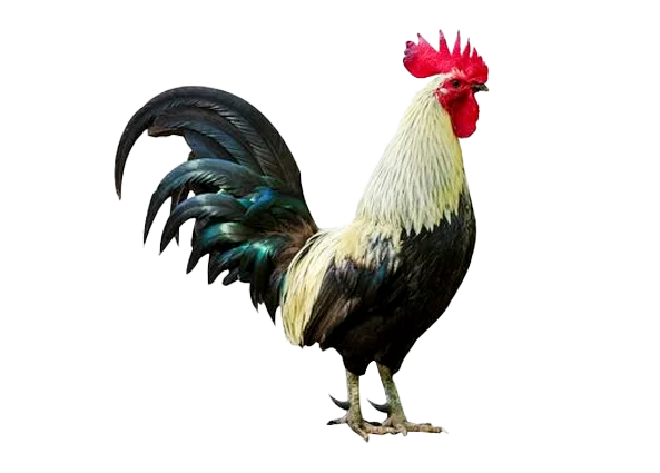 hình ảnh gà PNG
