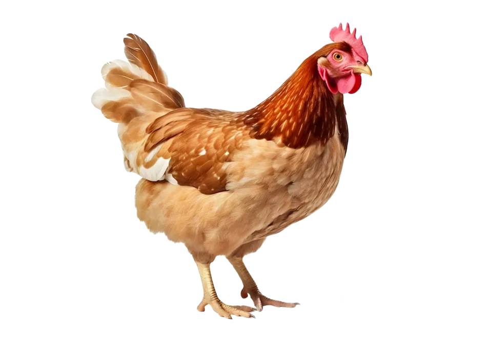 hình ảnh gà PNG