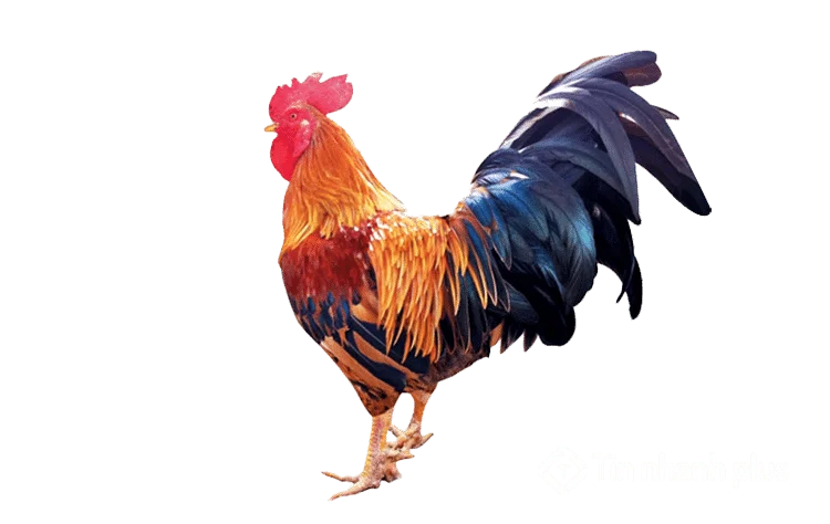 hình ảnh gà PNG