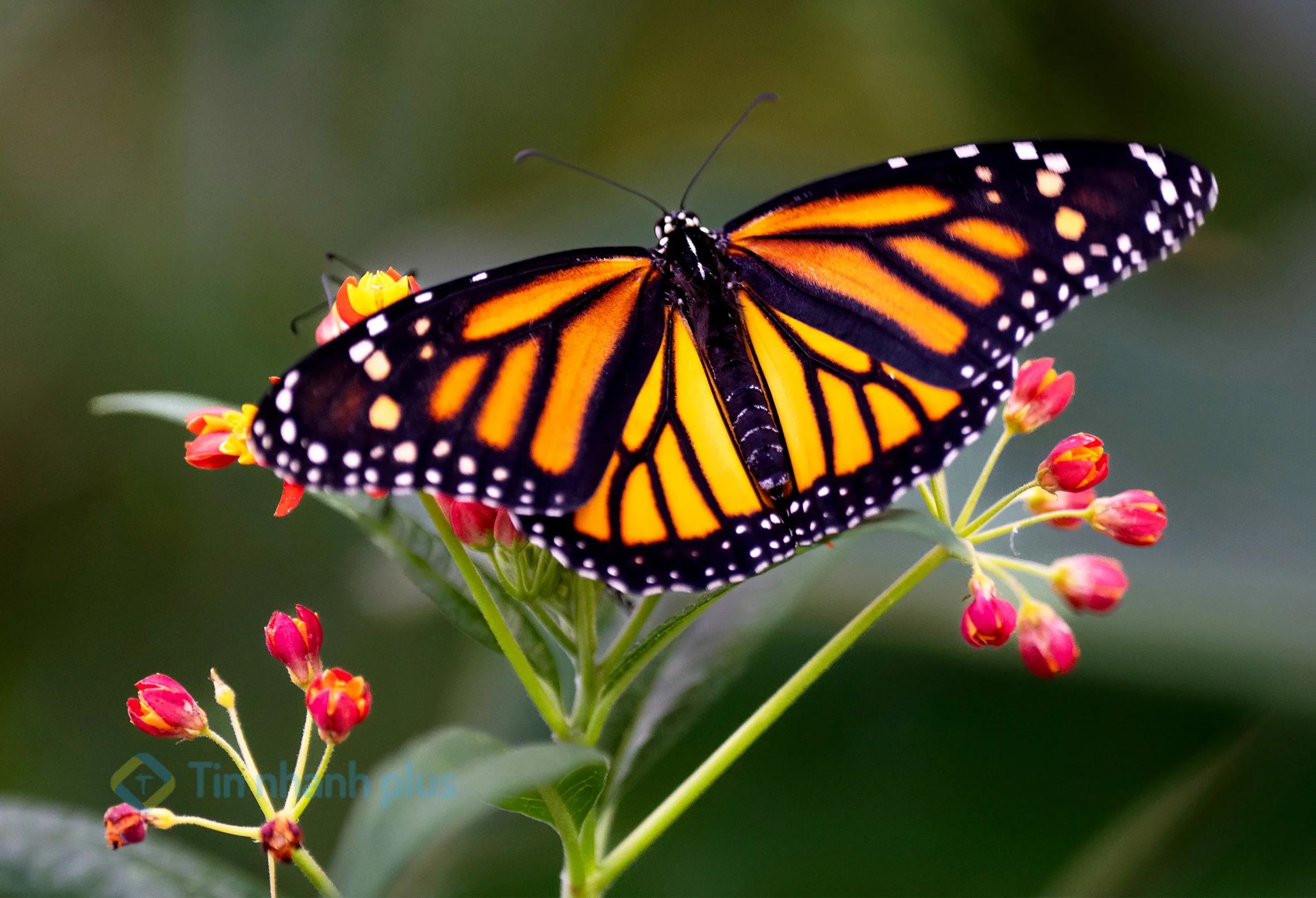 hình ảnh con bướm