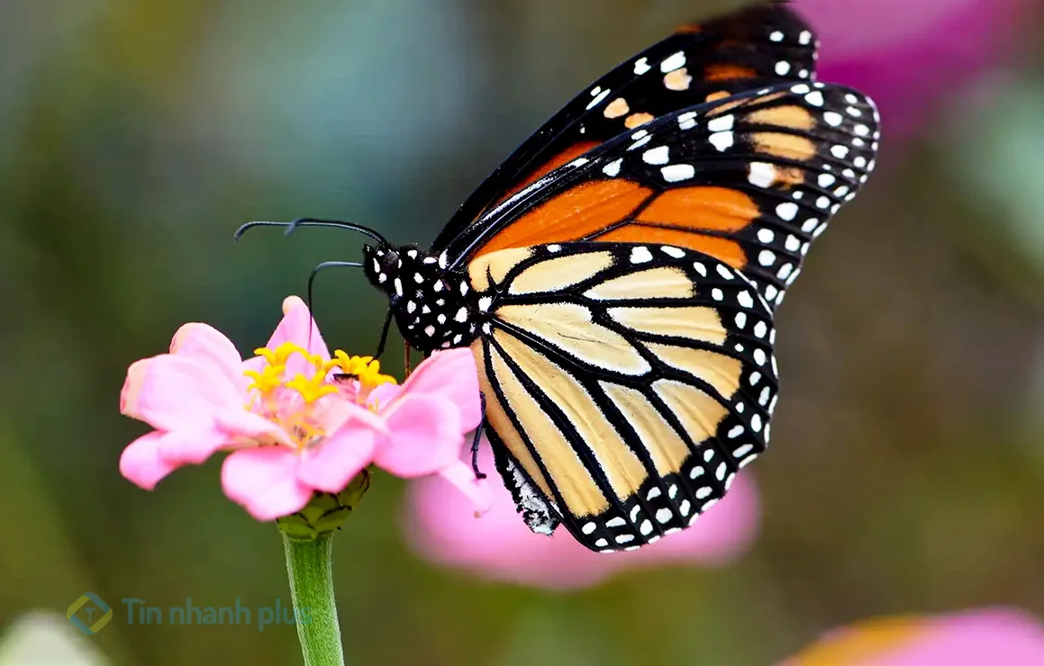 hình ảnh con bướm