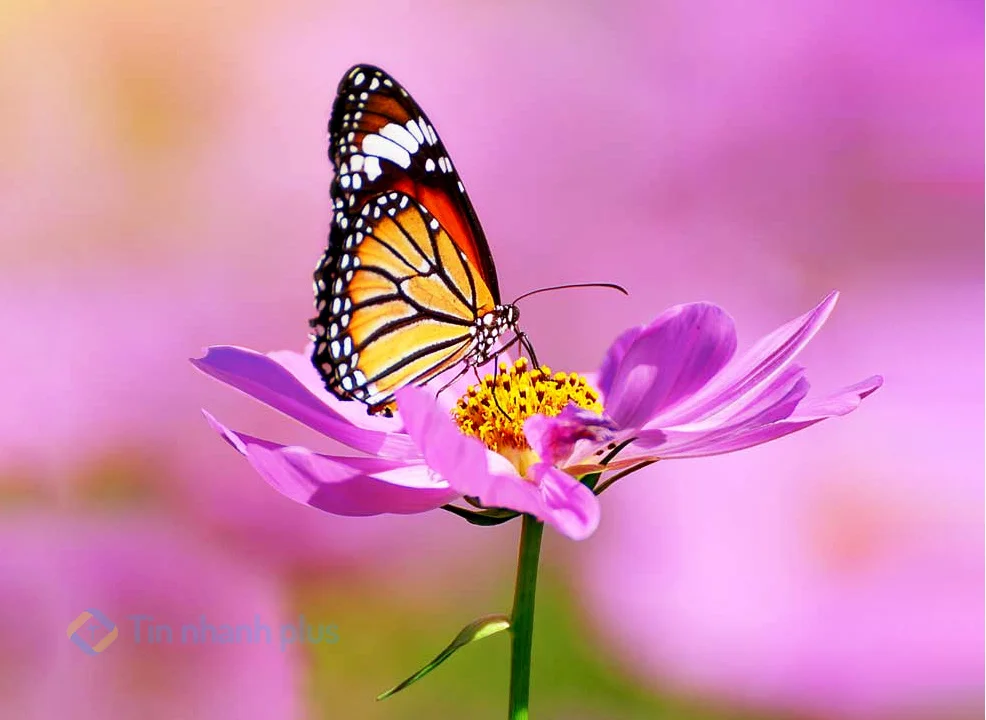 hình ảnh con bướm