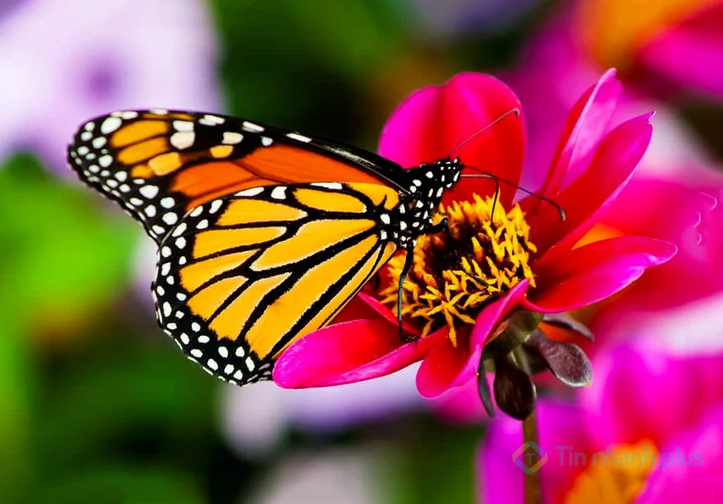 hình ảnh con bướm