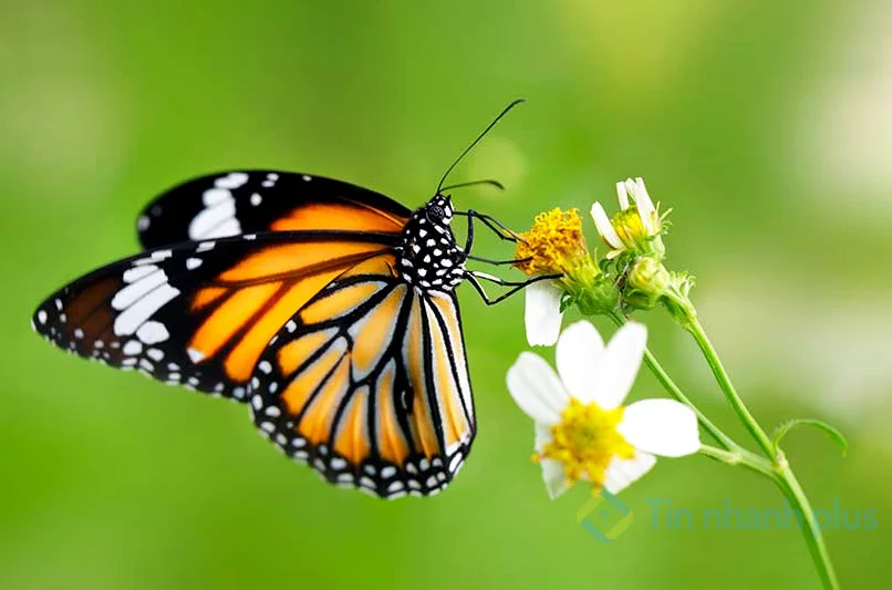 hình ảnh con bướm