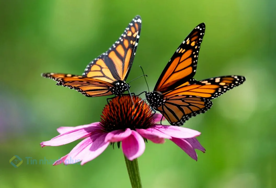 hình ảnh con bướm