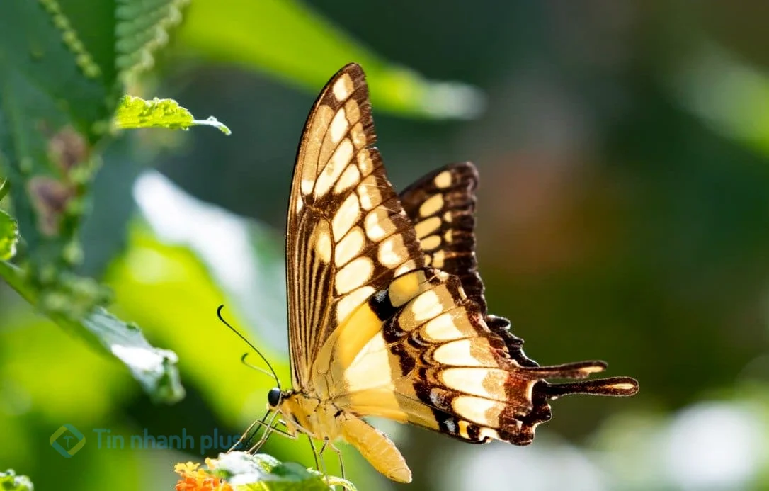 hình ảnh con bướm