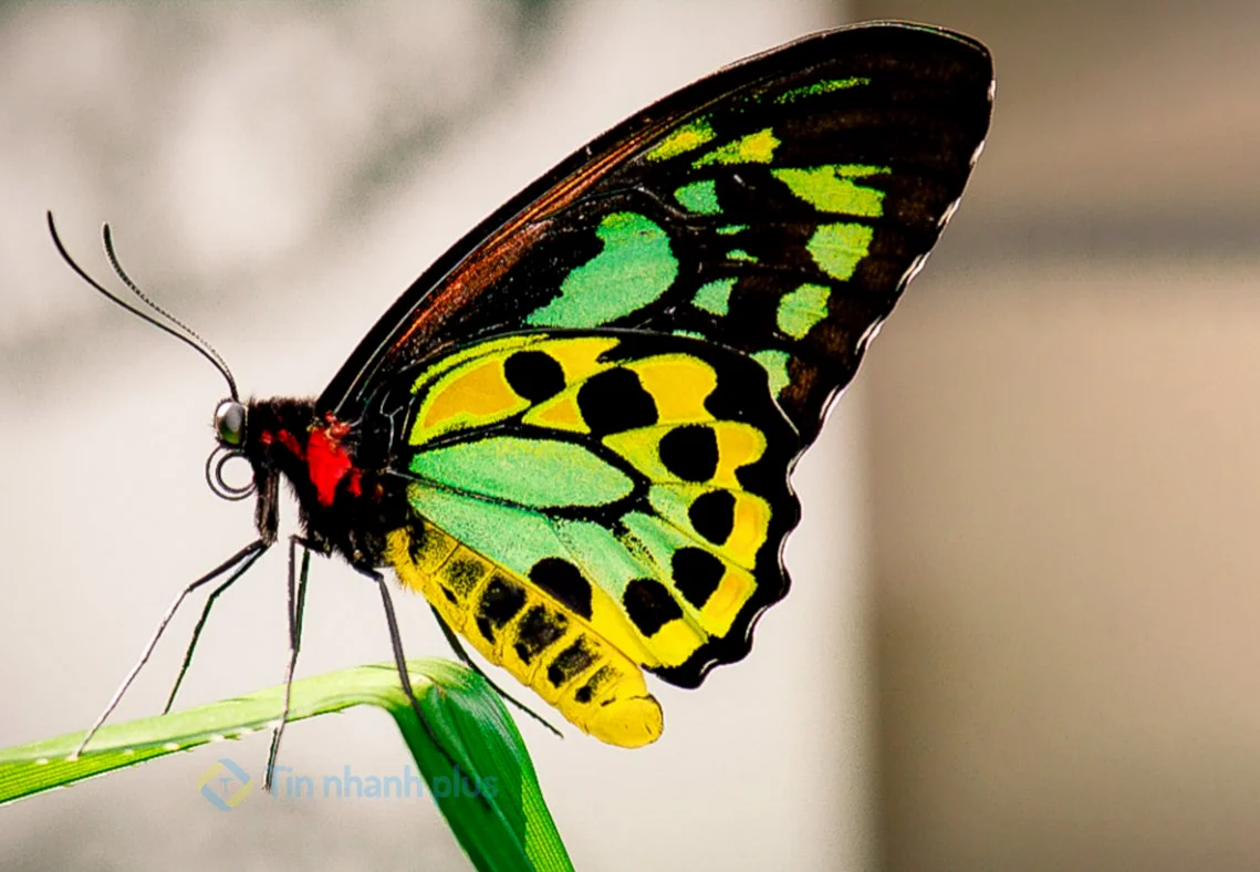 hình ảnh con bướm