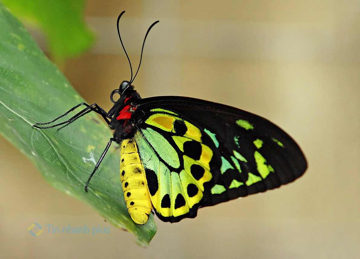 hình ảnh con bướm