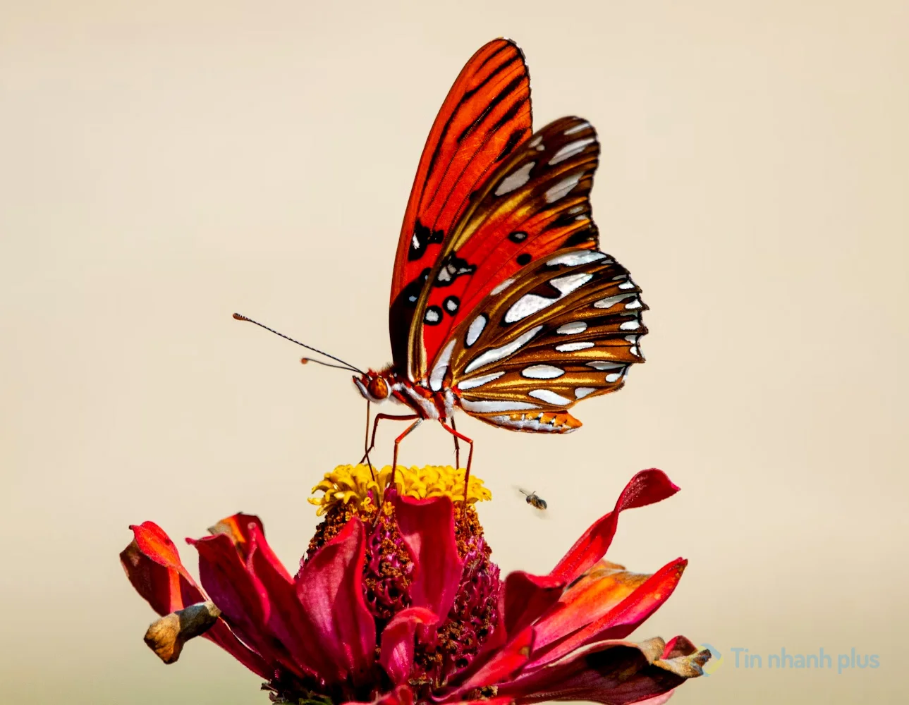 600+ Hình ảnh con bướm, Hình ảnh con bướm đang bay
