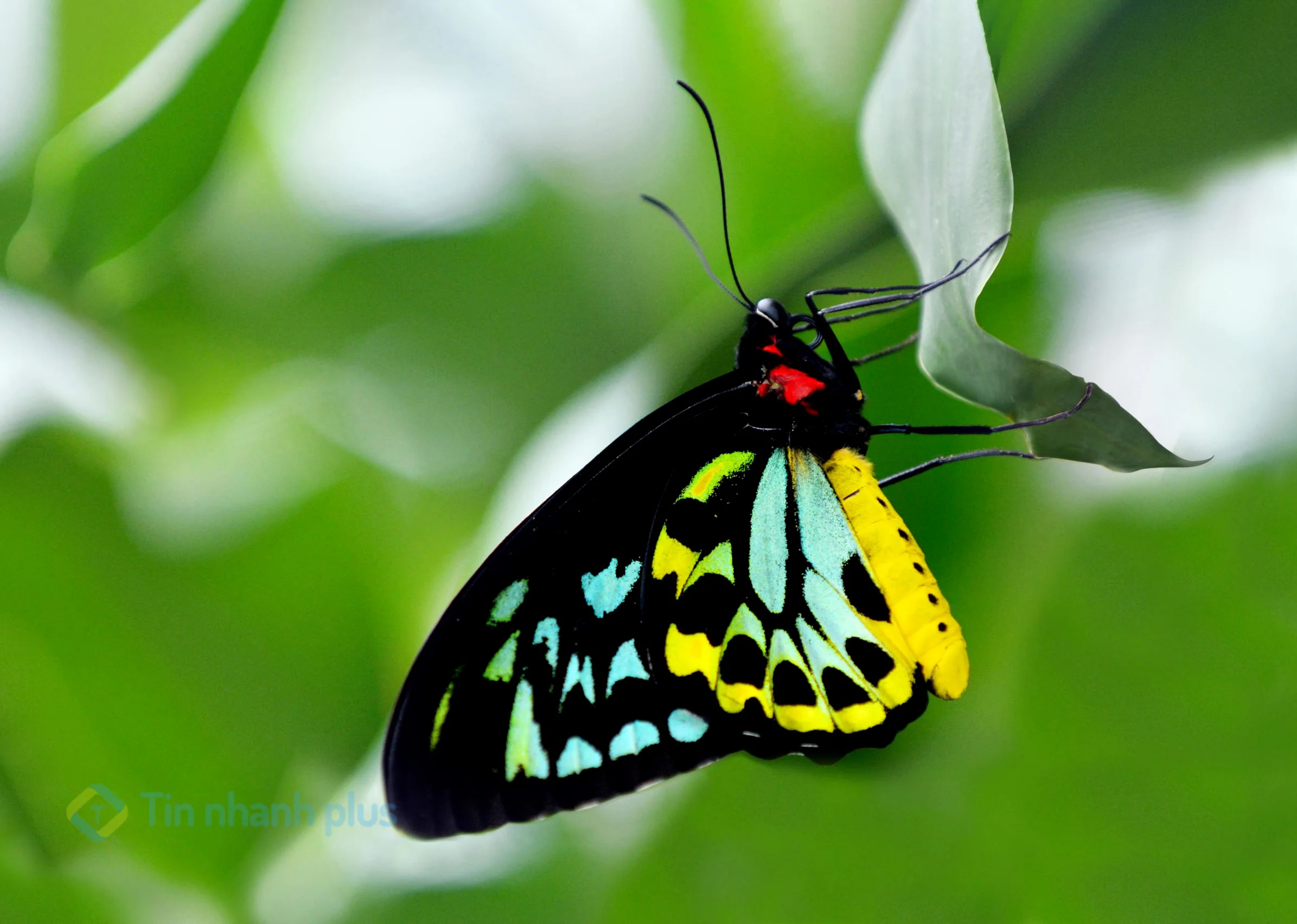 hình ảnh con bướm