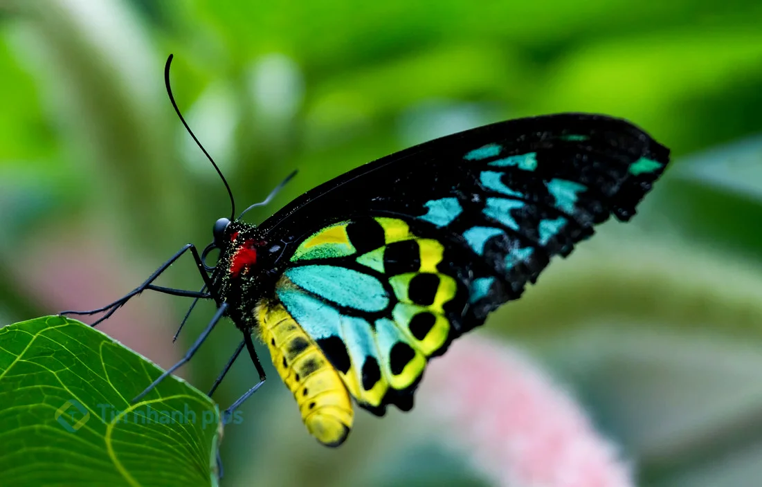 hình ảnh con bướm