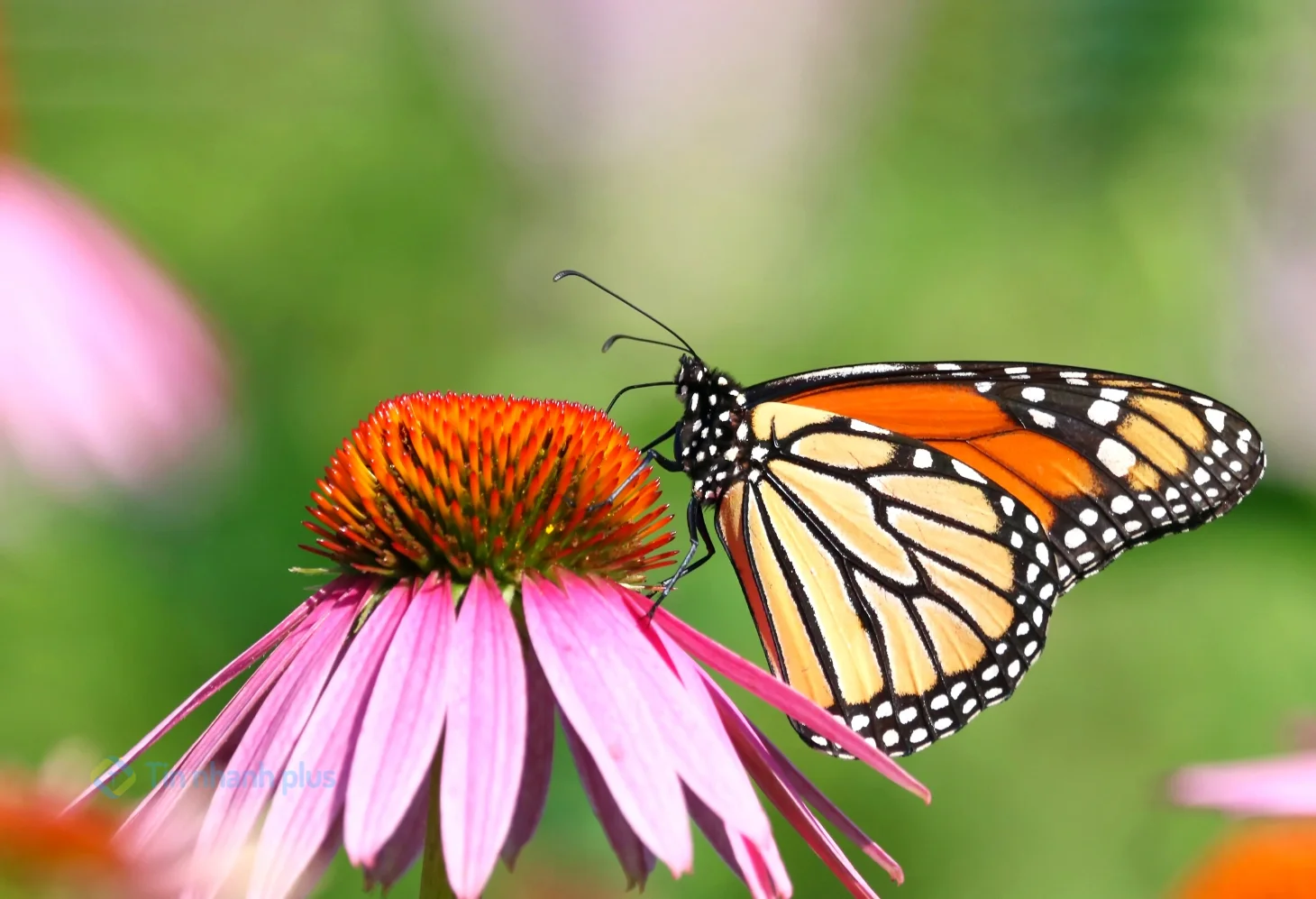 hình ảnh con bướm