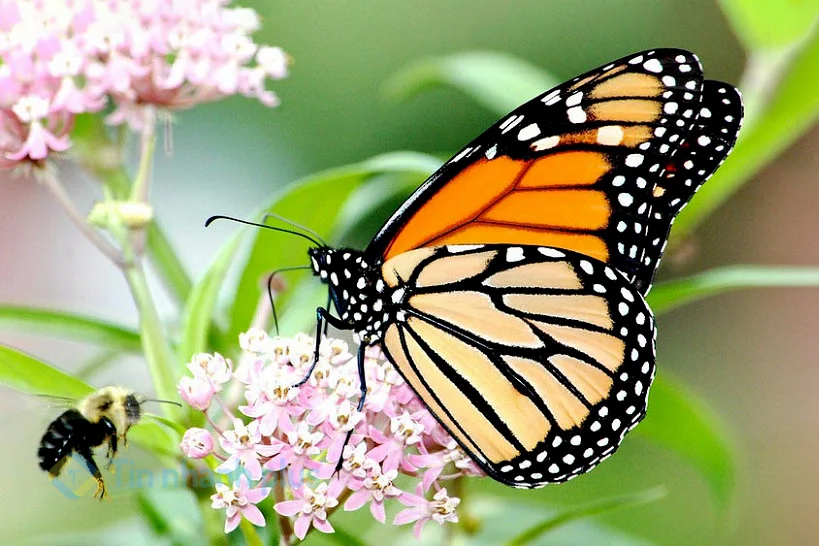 hình ảnh con bướm