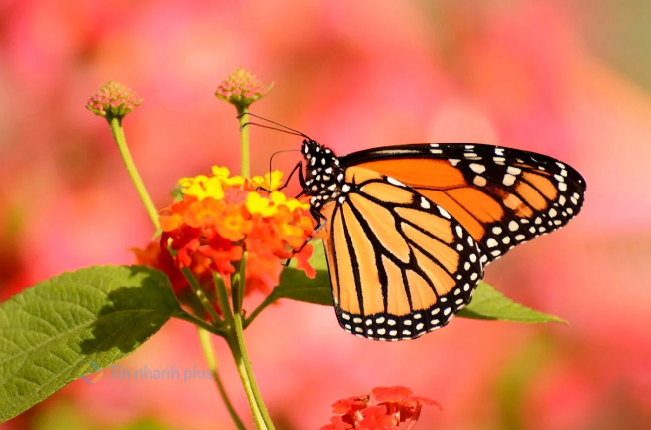 hình ảnh con bướm
