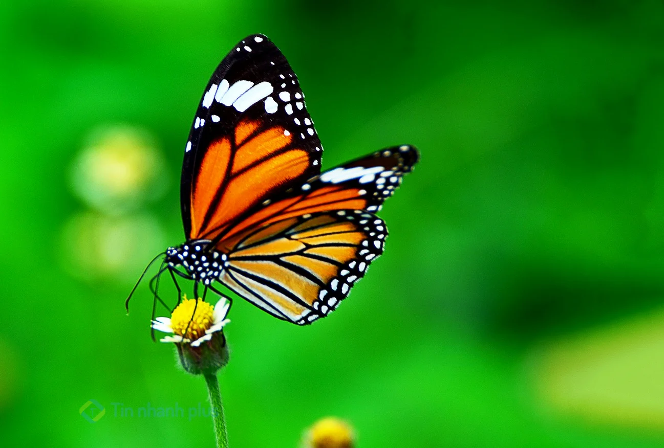 hình ảnh con bướm