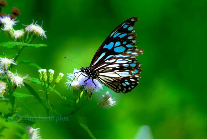 hình ảnh con bướm