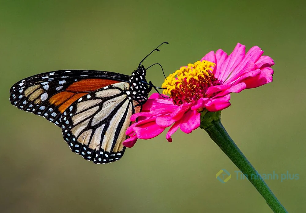 hình ảnh con bướm