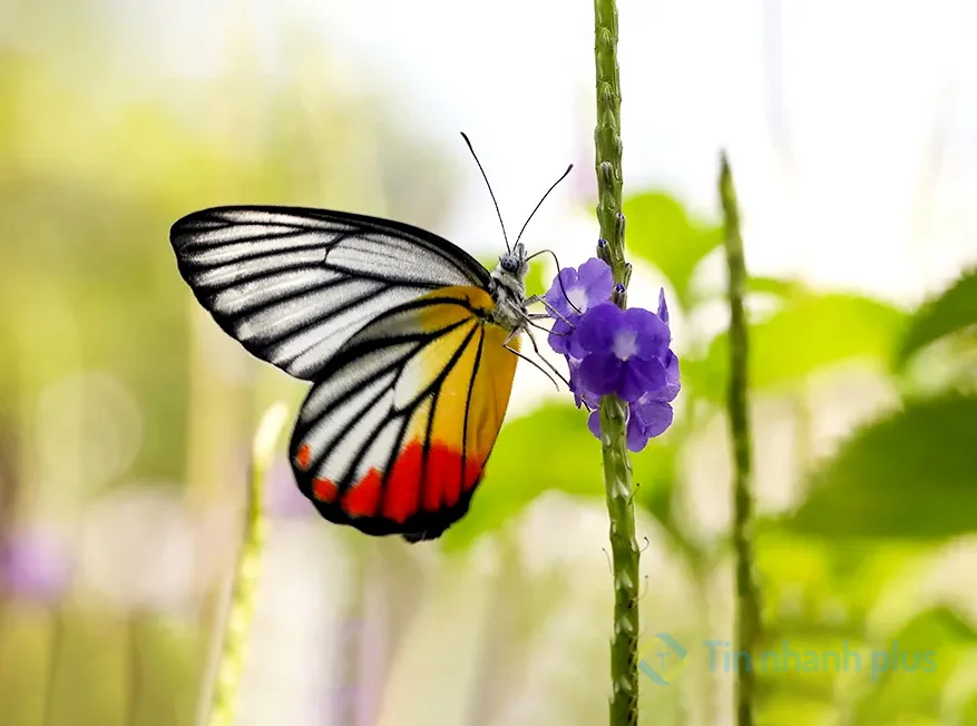 hình ảnh con bướm