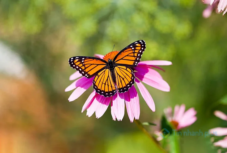 hình ảnh con bướm