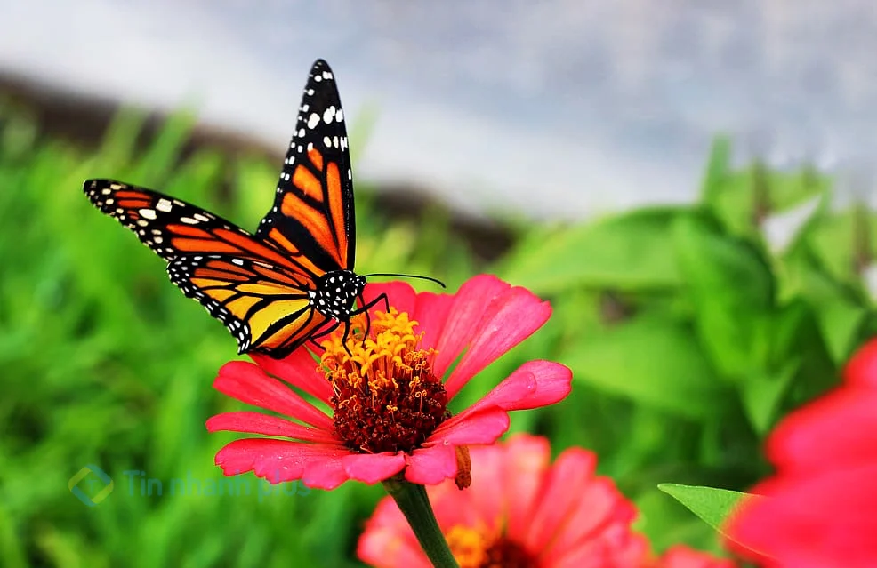 hình ảnh con bướm