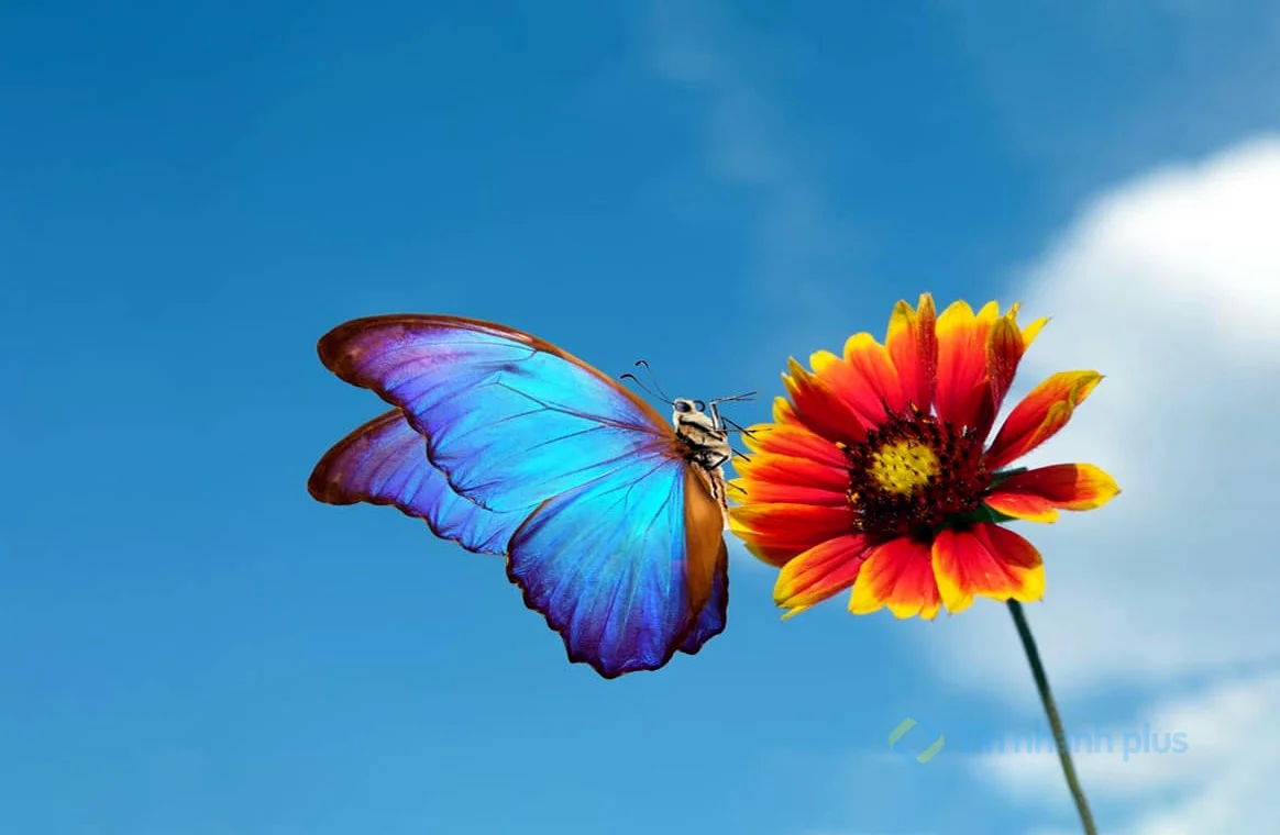 hình ảnh con bướm