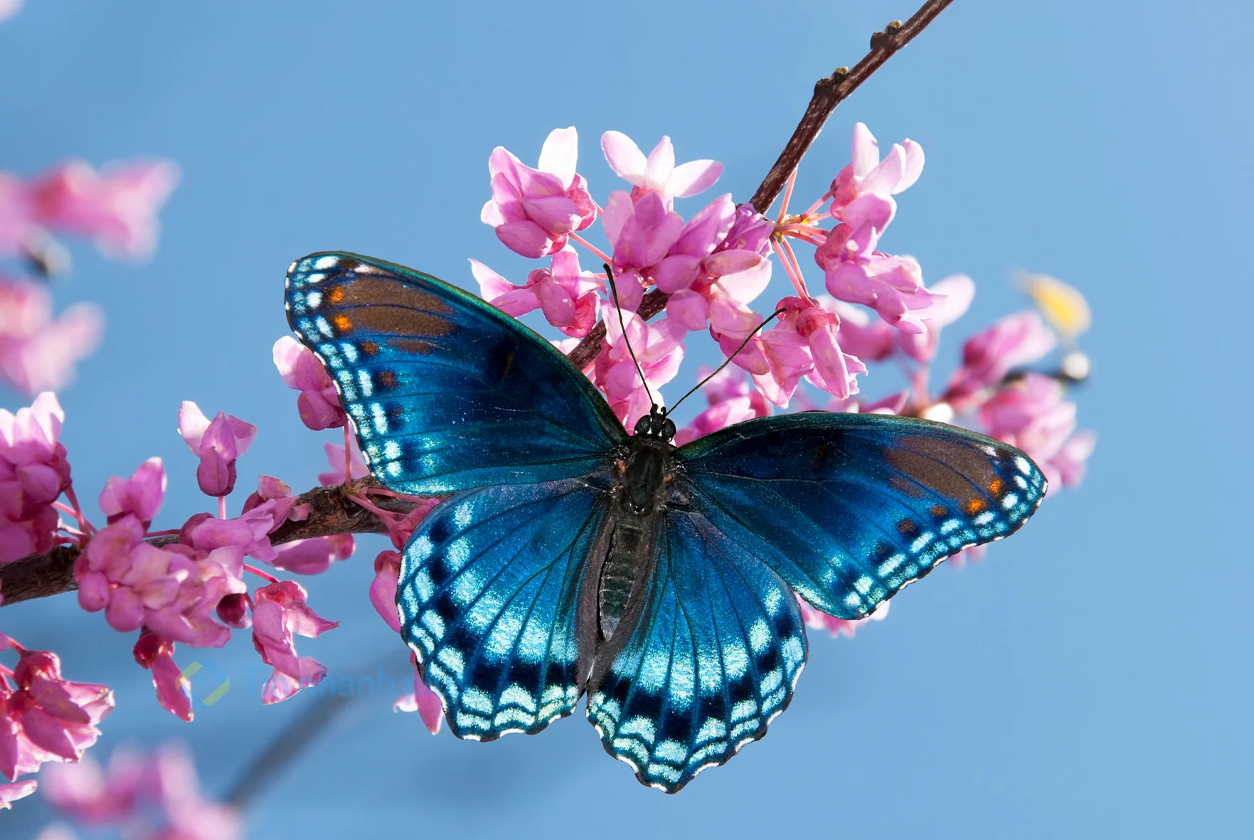 hình ảnh con bướm