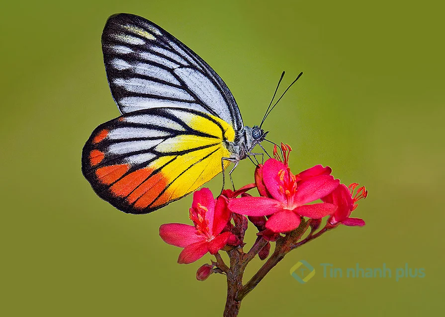 hình ảnh con bướm