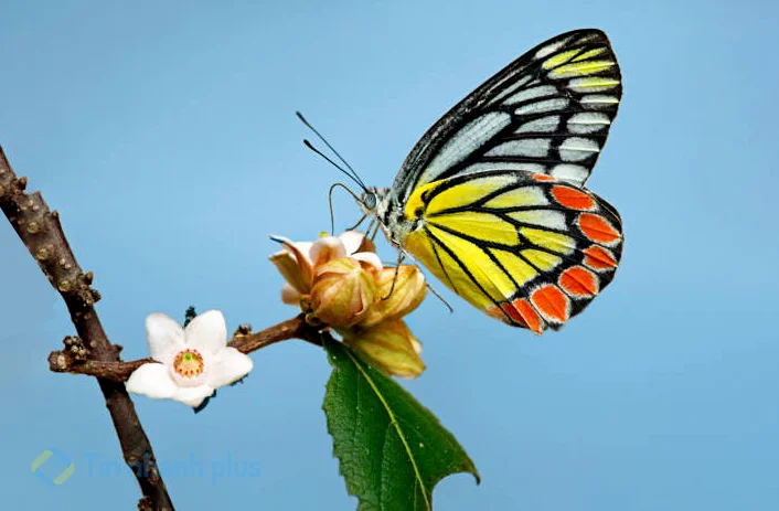 hình ảnh con bướm