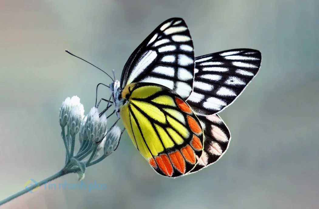 hình ảnh con bướm