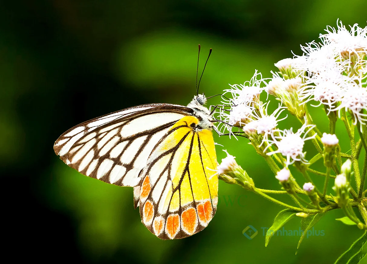 hình ảnh con bướm