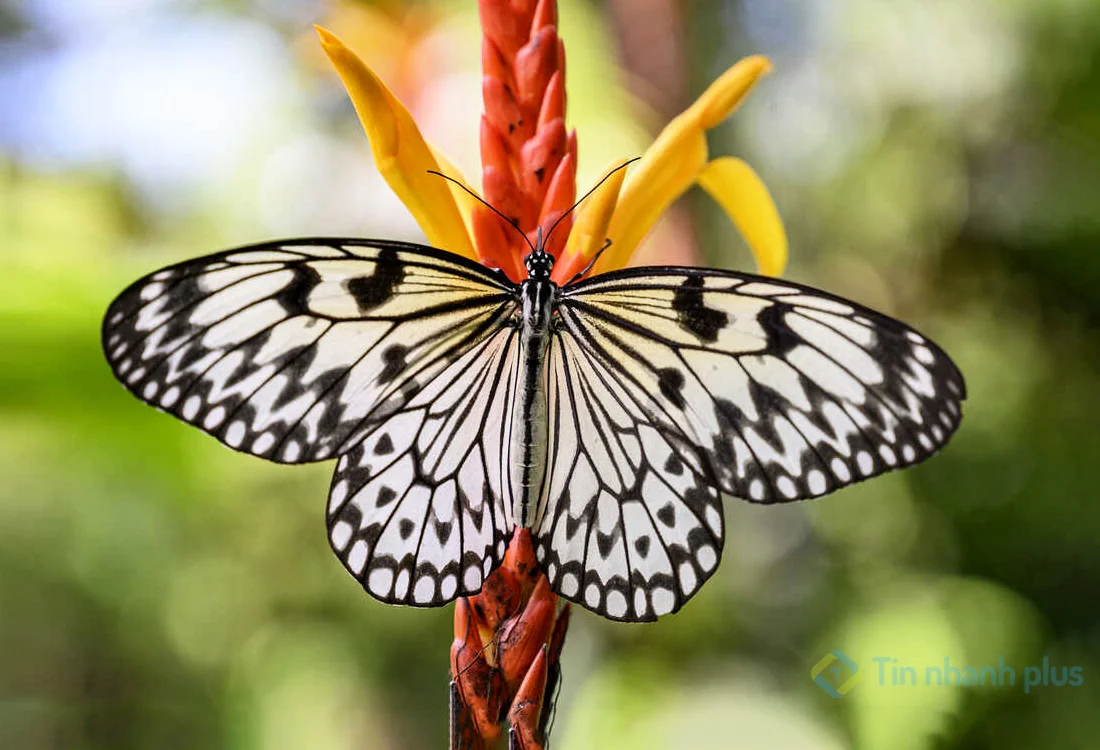 hình ảnh con bướm