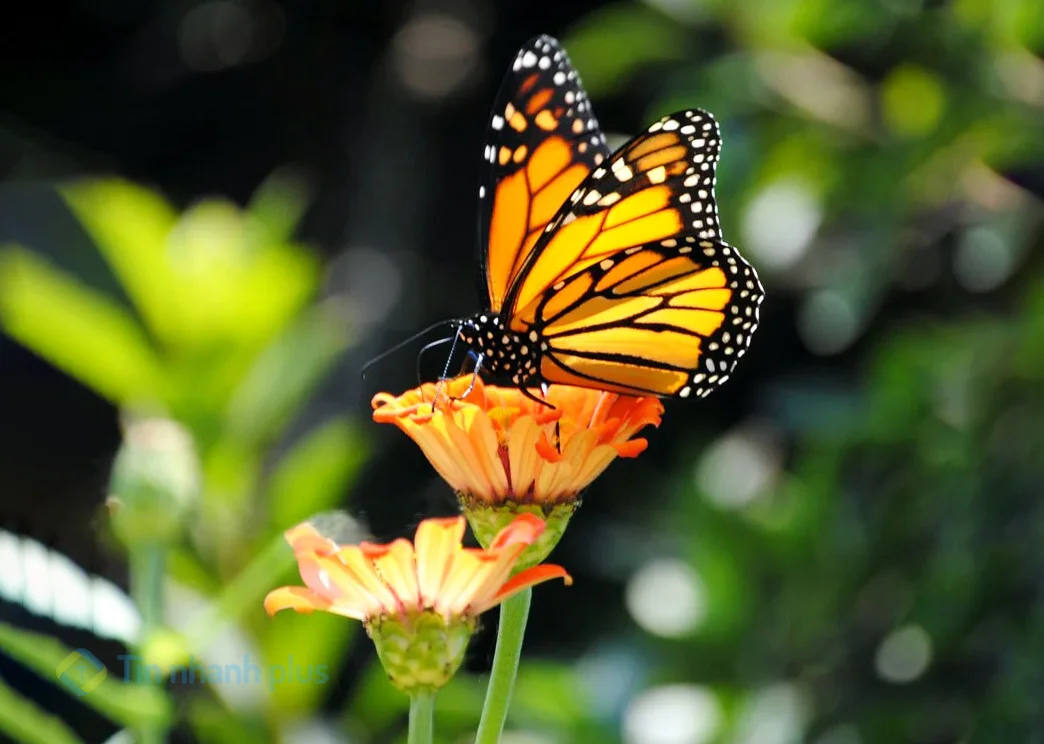 hình ảnh con bướm